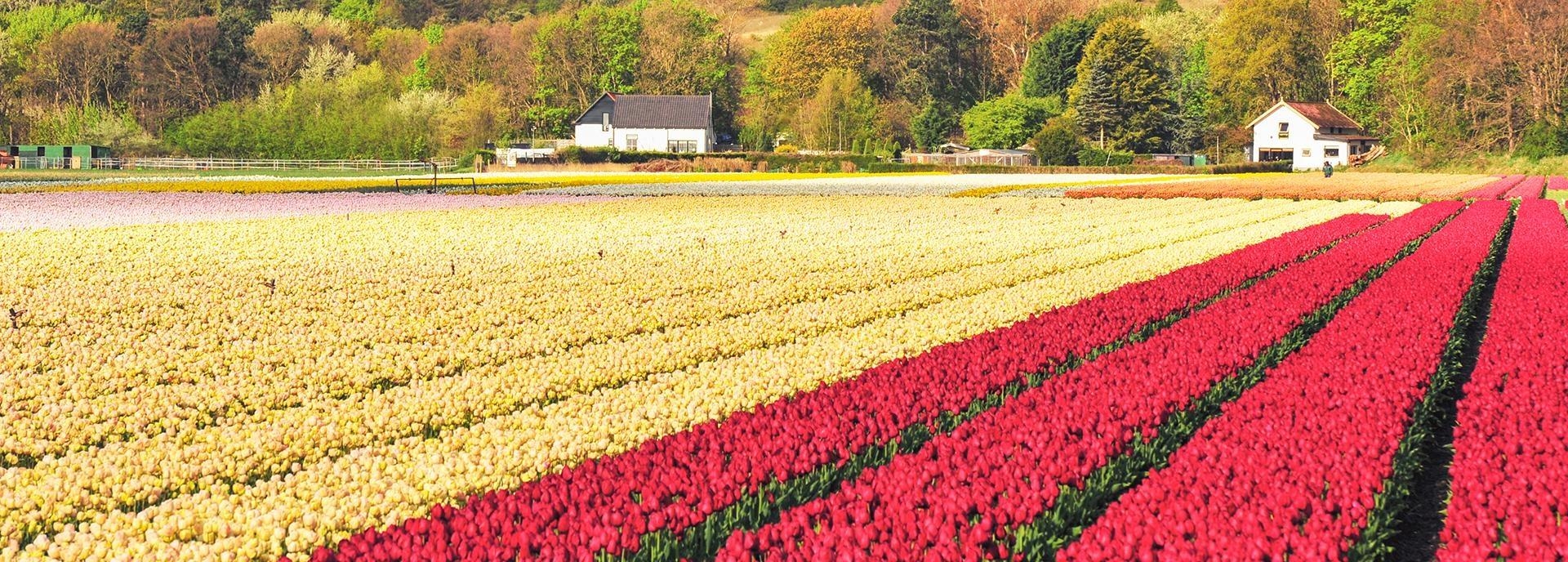 Bild von gelben und roten Blumenzwiebelfeldern in Egmond